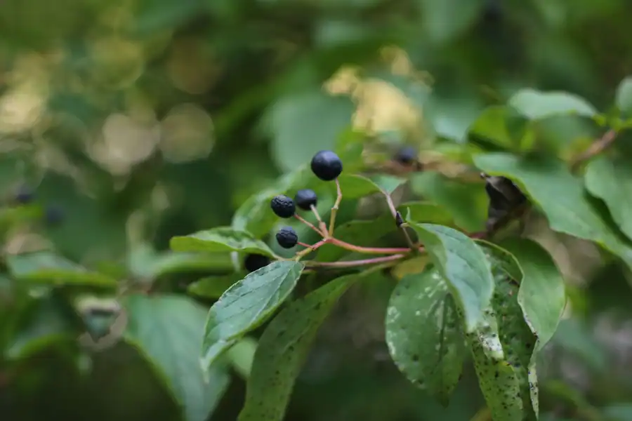 Barut Ağacı Kabuğunun (Rhamnus Frangula) Faydaları