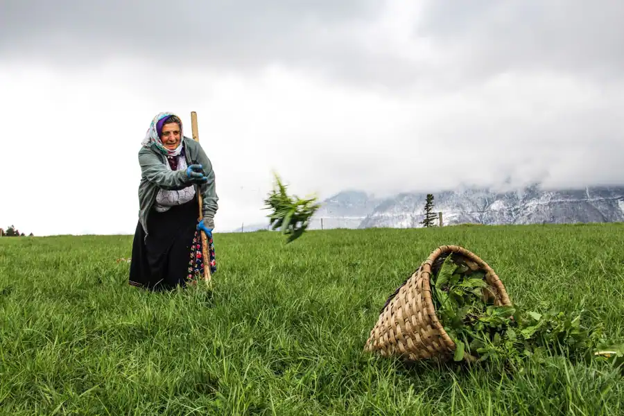 Hayıt Otu Tohumu Faydaları Nasıl Kullanılır